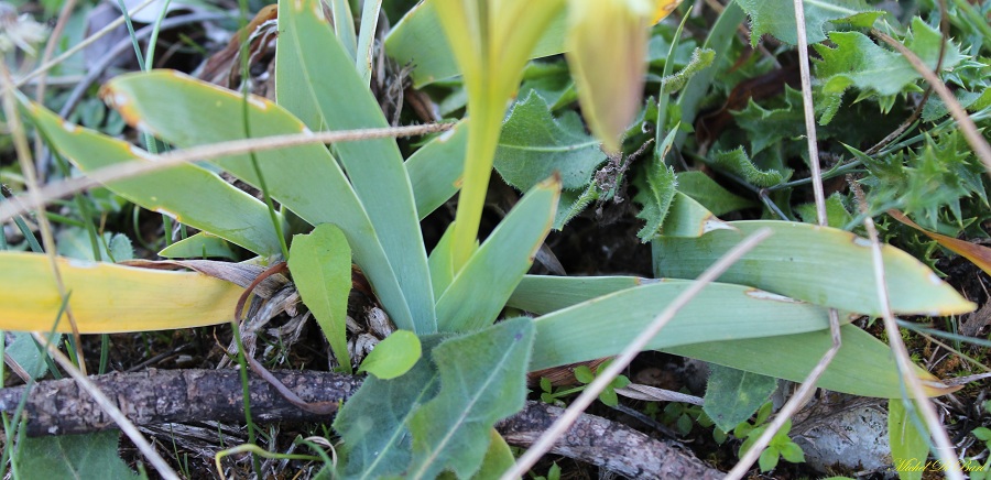 Iris pseudopumila