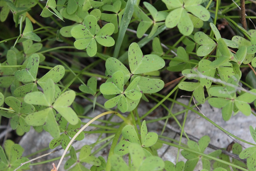 Oxalis pes-caprae