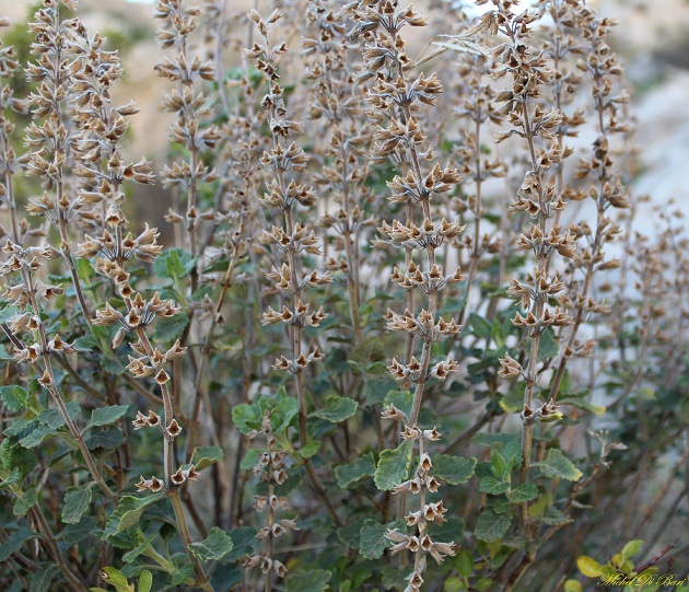 Teucrium flavum