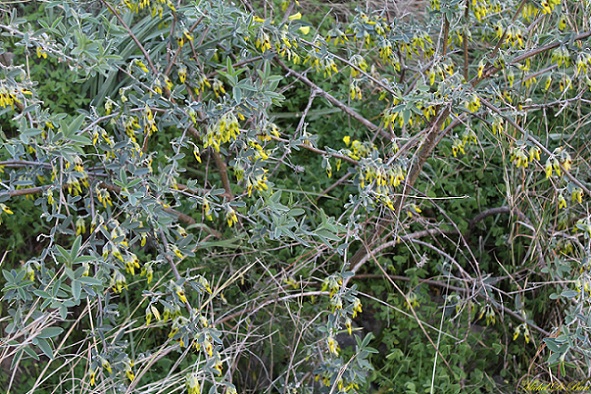 Quale ginestra? Anagyris foetida