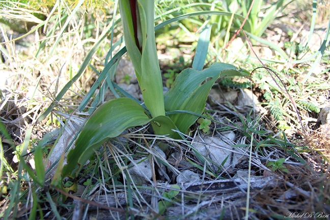 Himantoglossum robertianum