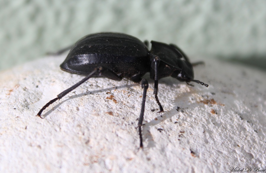 Akis trilineata trilineata, Tenebrionidae