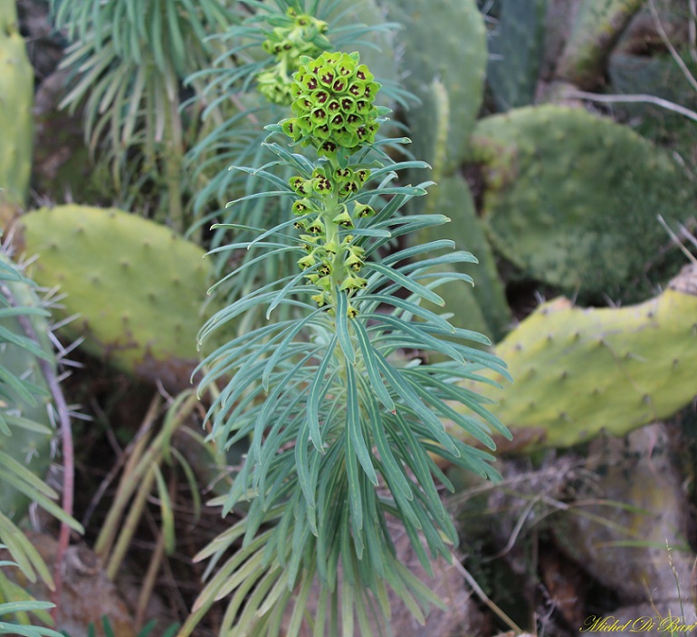 Euphorbia characias