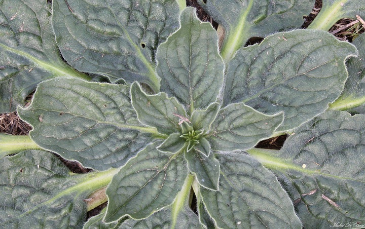 Echium plantagineum