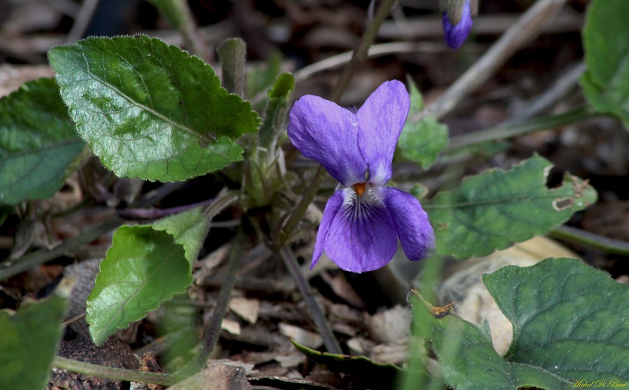 viola alba subsp. dehnhardtii