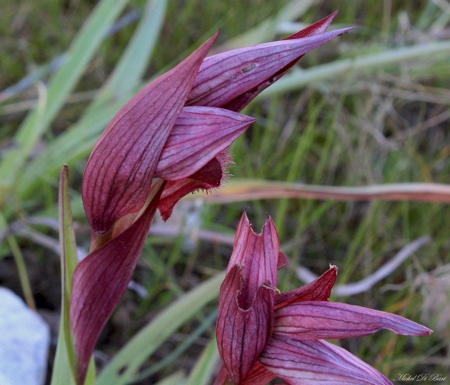 Serapias orientalis subsp. apulica