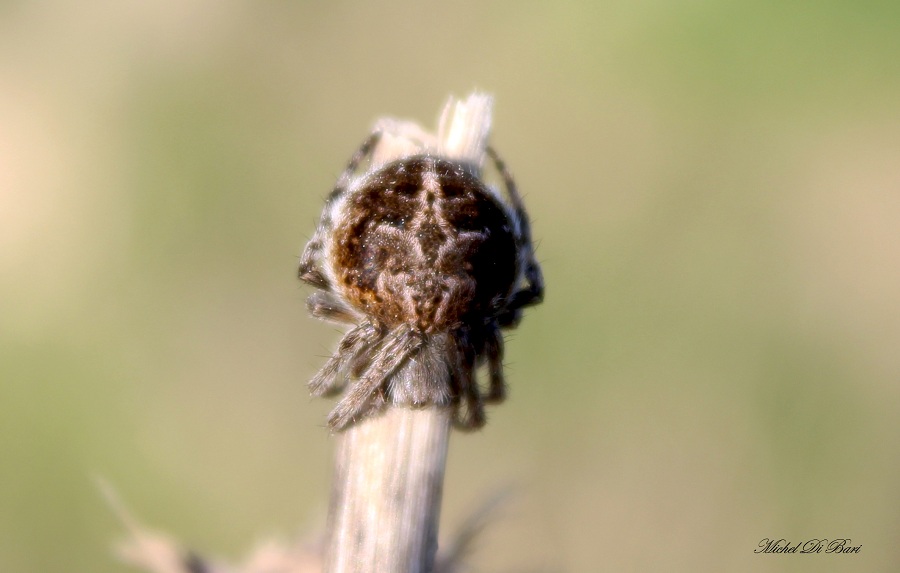 Agalenatea redii - manfredonia (FG)