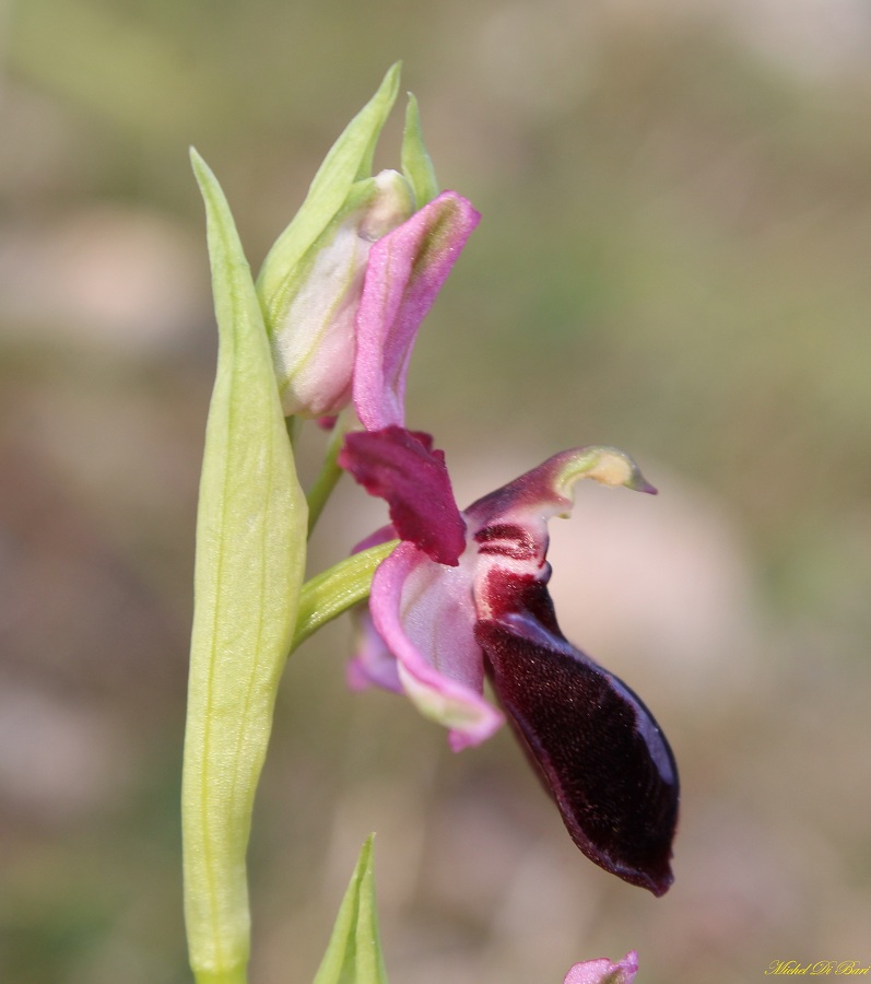 Ophrys sipontensis