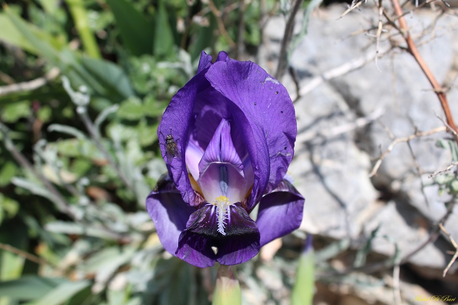 iris bicapitata colasante?