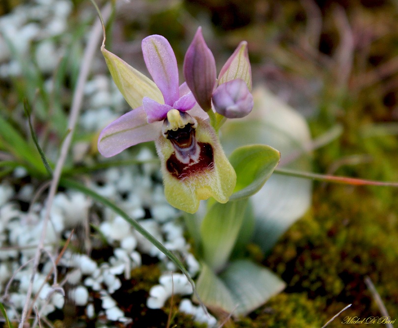 Ophrys tenthredinifera