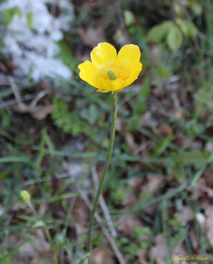 Ranunculus acre?