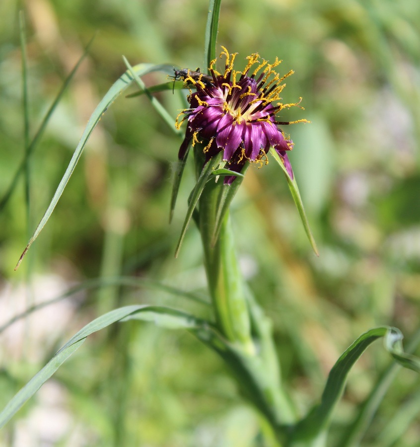 Tragopogon porrifolius