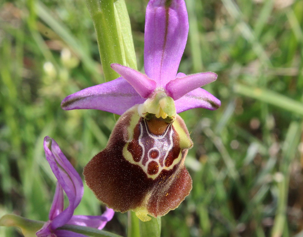 Ophrys apulica?