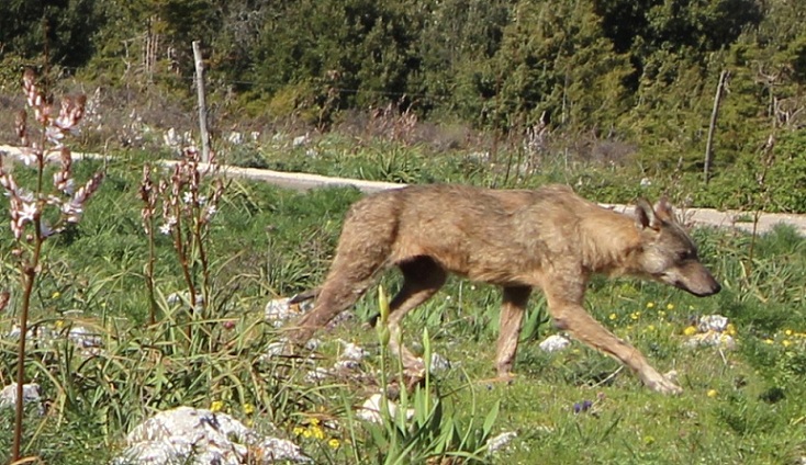 Lupo garganico