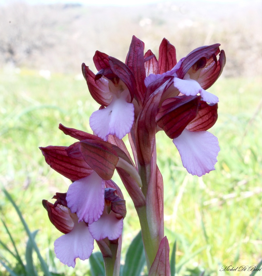 anacamptis papilionacea