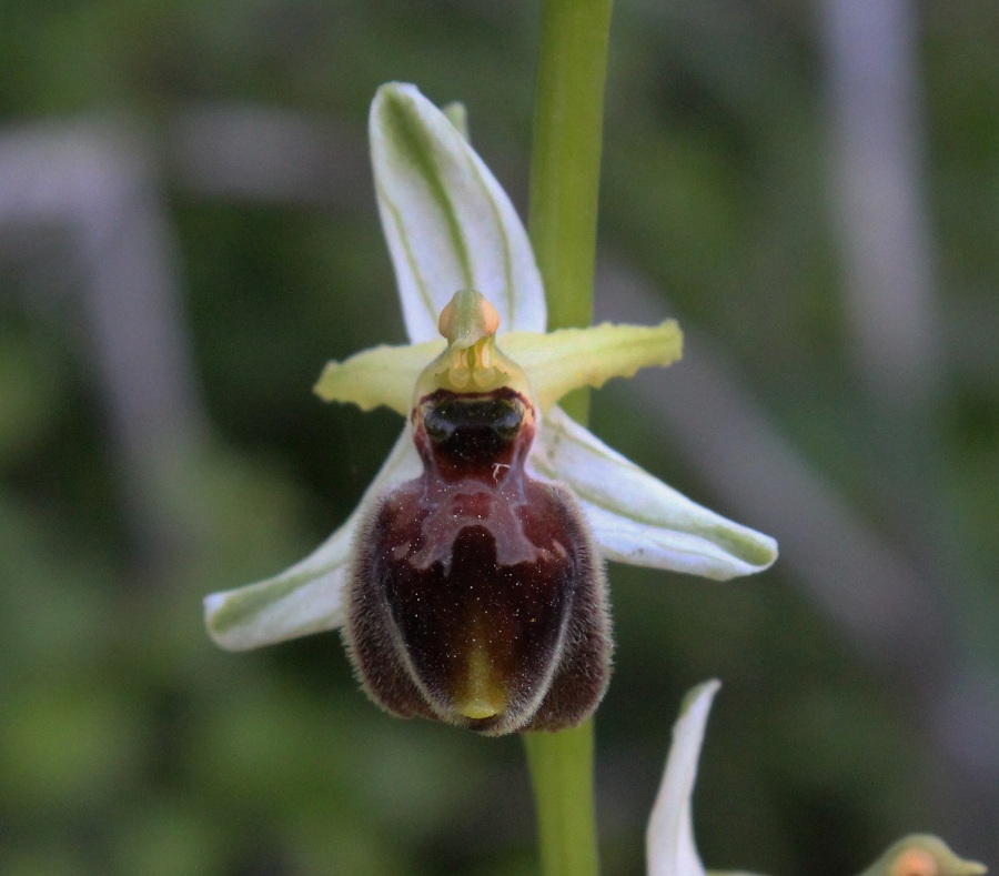 Ophrys exaltata subsp. archipelagi ?