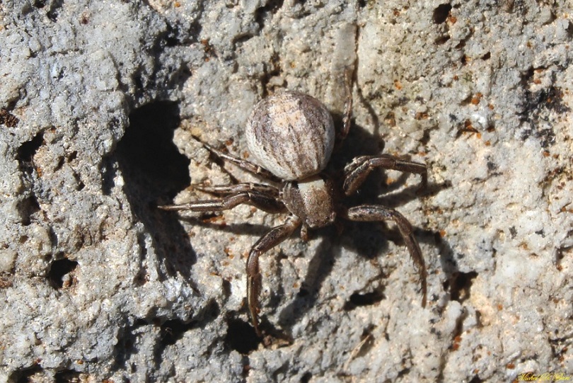 Xysticus sp. - Tomaiolo (FG)