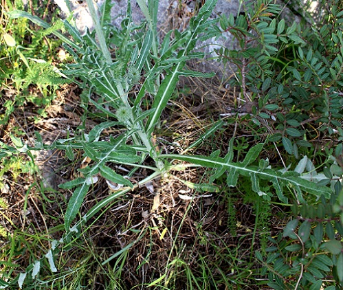 Pianta da determinare - Carduus sp.