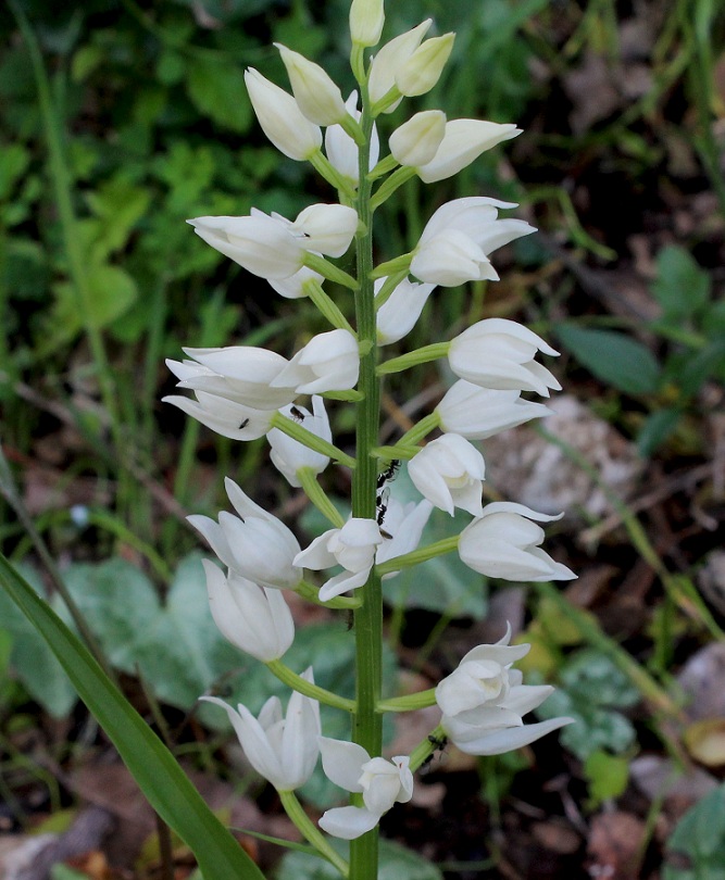 Cephalanthera longifolia ?