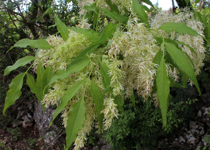 Fraxinus ornus