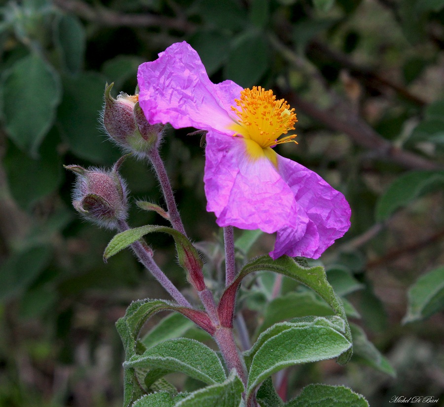 Cistus creticus subsp. eriocephalus / Cisto rosso