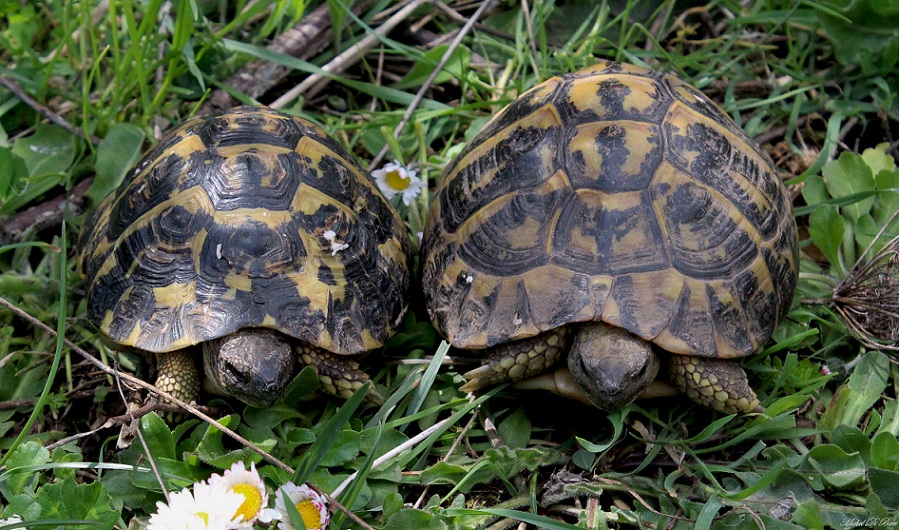 Testudo hermanni hermanni, la coppia.