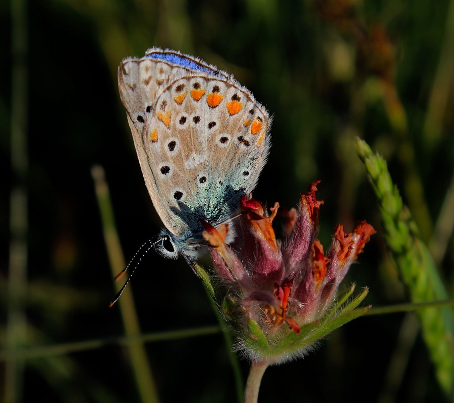 da identificare - Polyommatus sp.