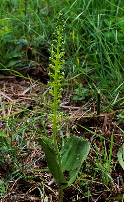 Neottia ovata