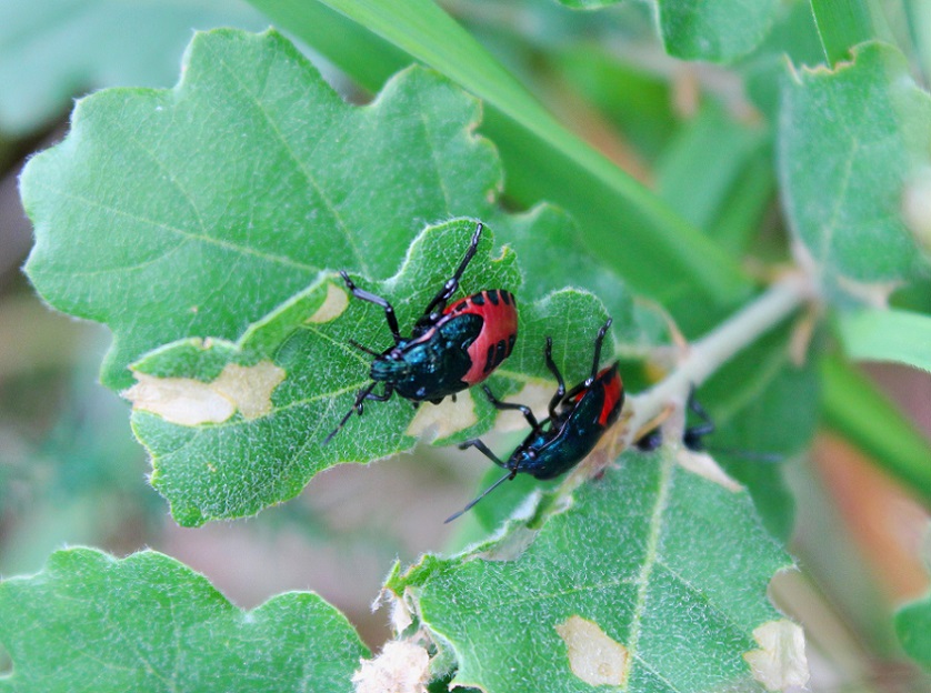 Pentatomidae: Jalla dumosa (ninfa)  da Manfredonia (FG)