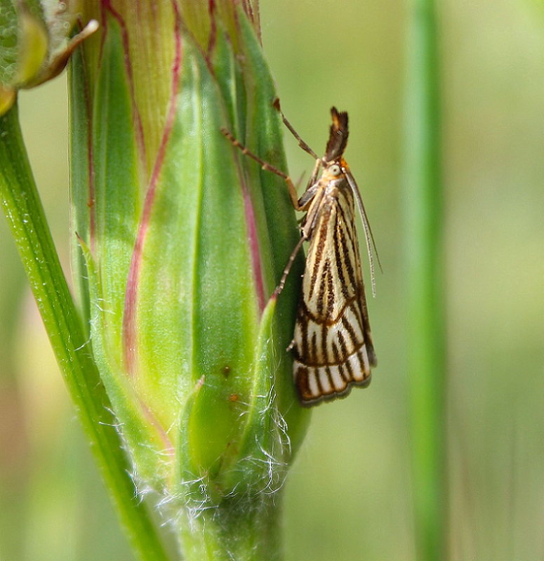 da identificare - Chrysocrambus craterellus