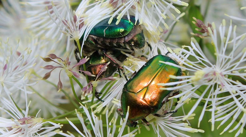 Cetonia aurata pisana, Cetoniidae