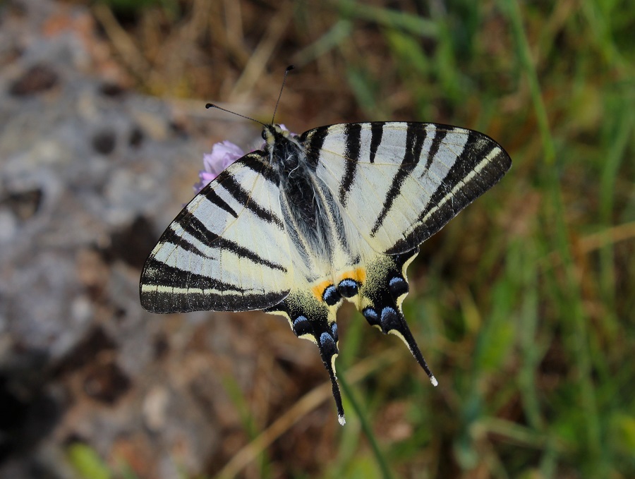 Macaone? No, Iphiclides podalirius