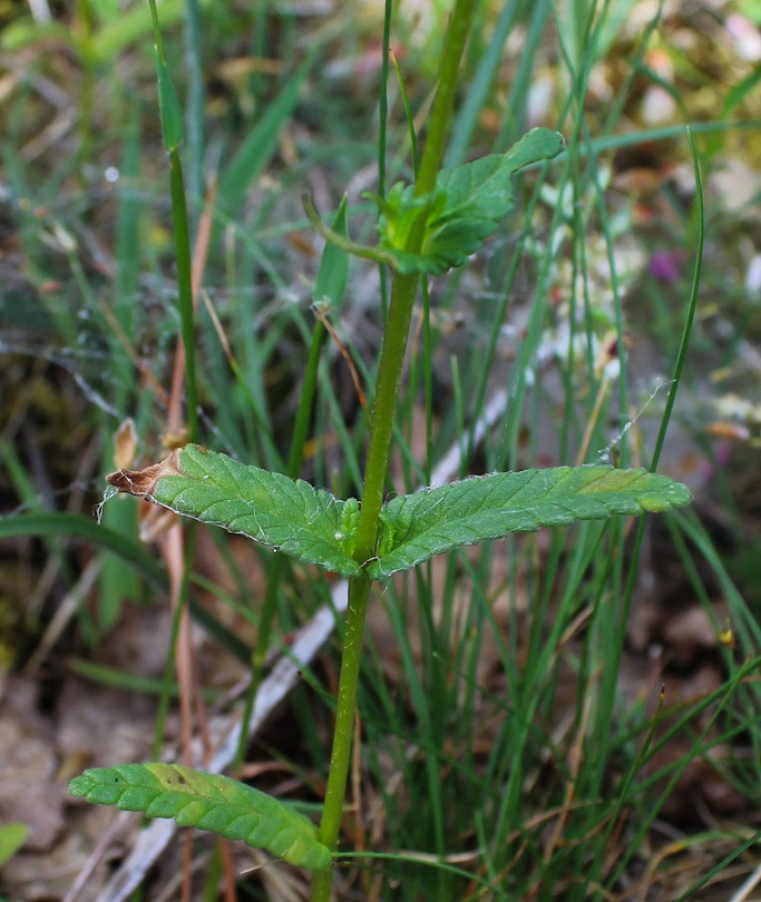 Rhinanthus minor