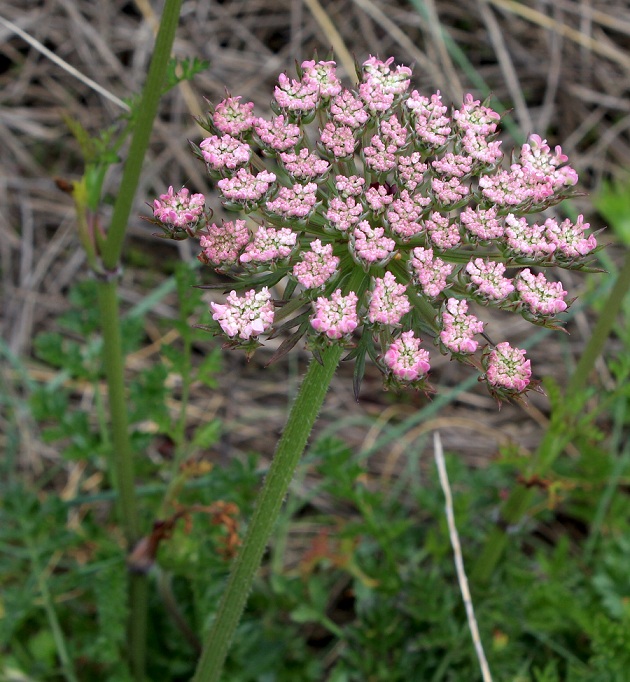 Daucus carota o gnidium ?