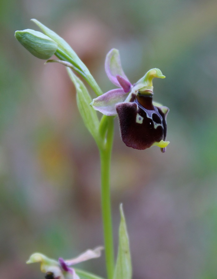 Ophrys gracilis