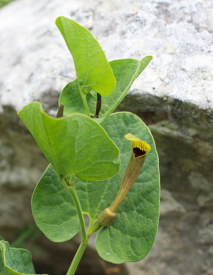 Aristolochia lutea