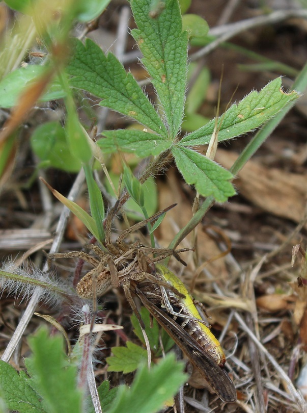 Hogna radiata con preda - Monte Nero Gargano (FG)