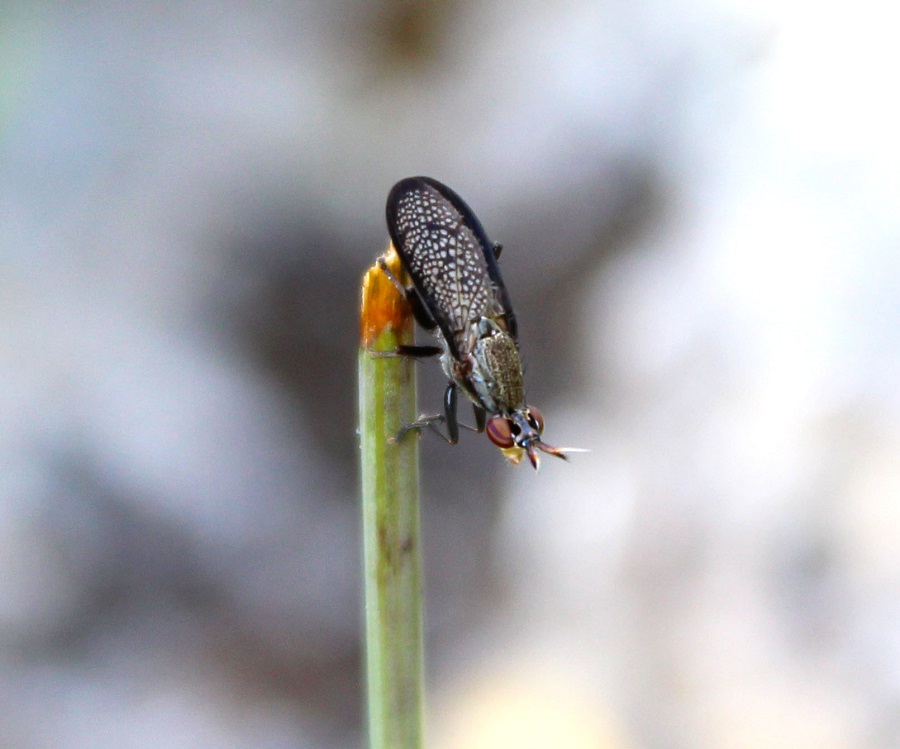 Coremacera marginata,     Sciomyzidae