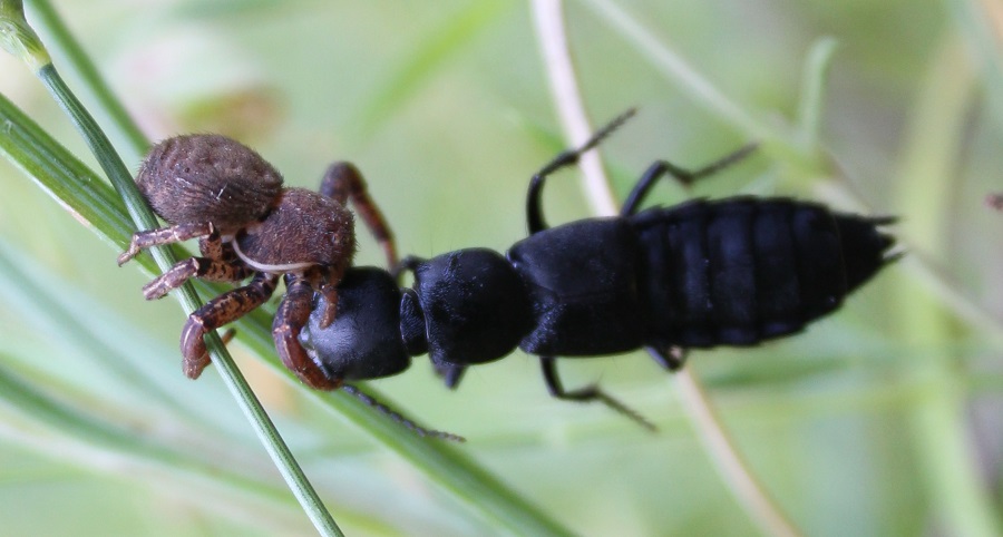 Xysticus preda Ocypus sp. - Montenero Gargano (FG)