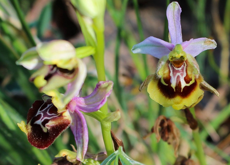 Ophrys lacaitae X Ophrys cinnabarina