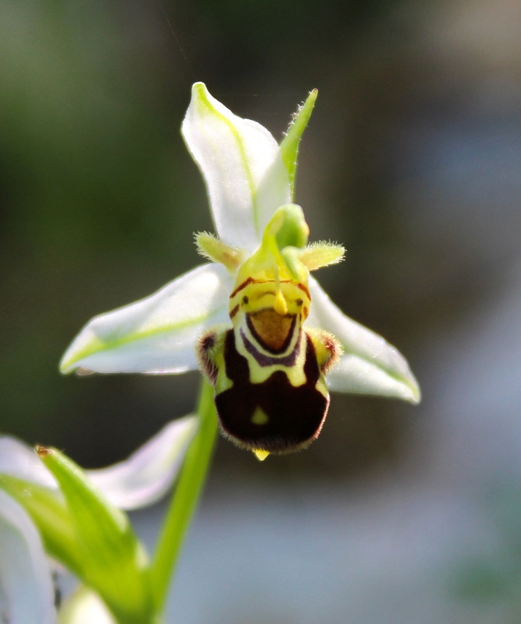 Ophrys apifera Huds.