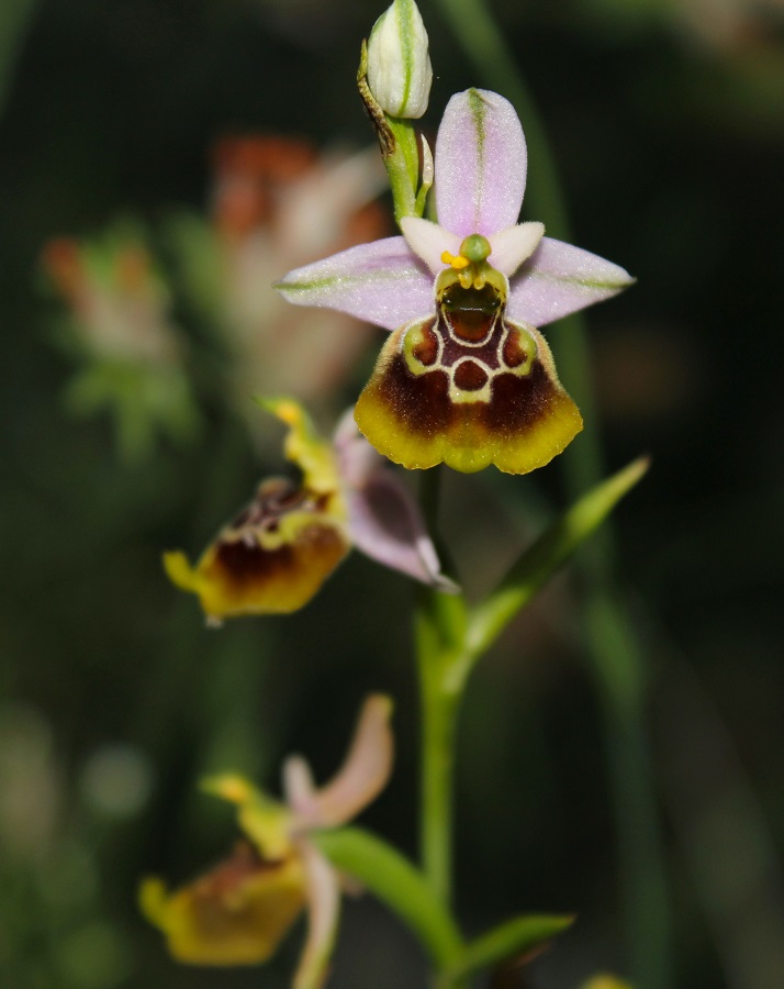 Ophrys gracilis x Oprhys lacaitae