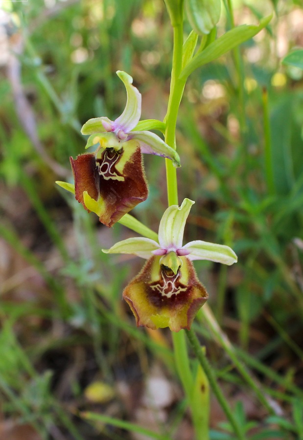 Ophrys cinnabarina x lacaitae