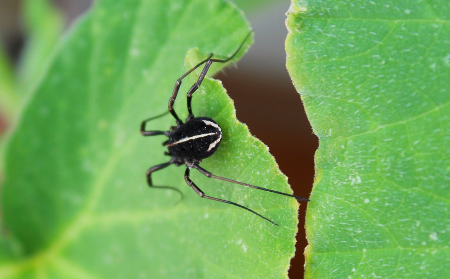 Zacheus cfr. crista (Phalangiidae)