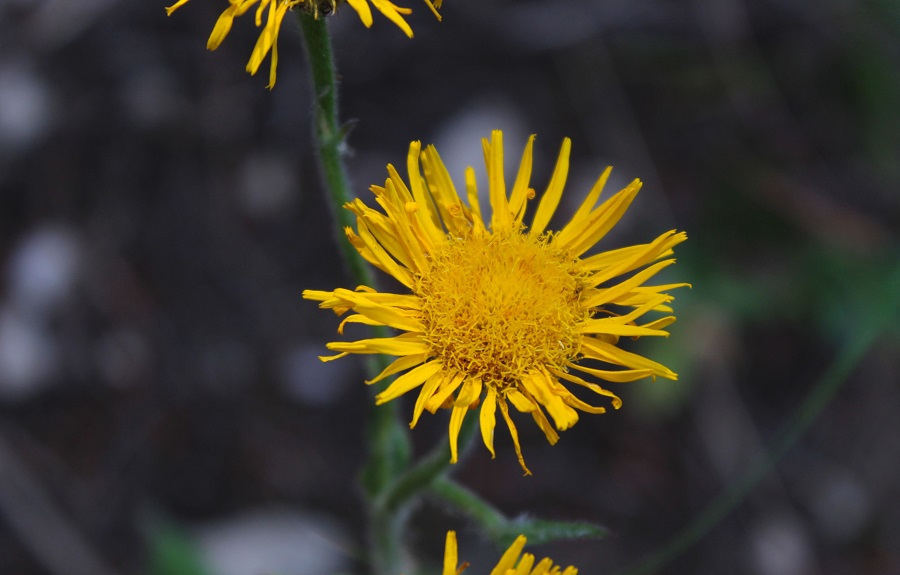 Pulicaria odora / Incensaria odorosa