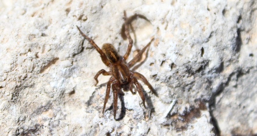 Trochosa sp. con piccoli - Manfredonia (FG)