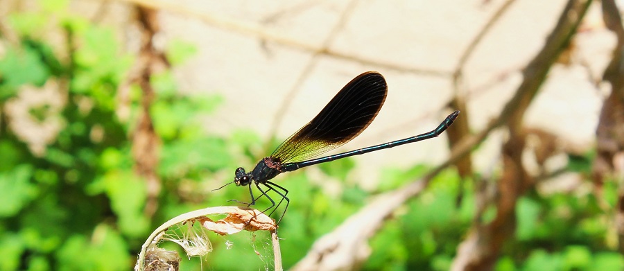 Calopteryx haemorrhoidalis