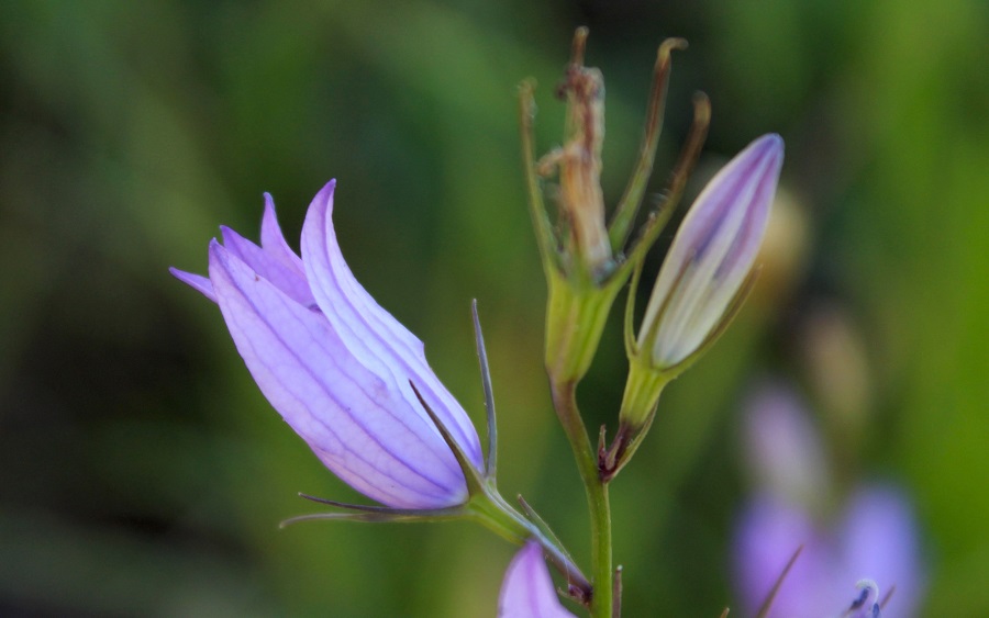 Campanula rapunculus