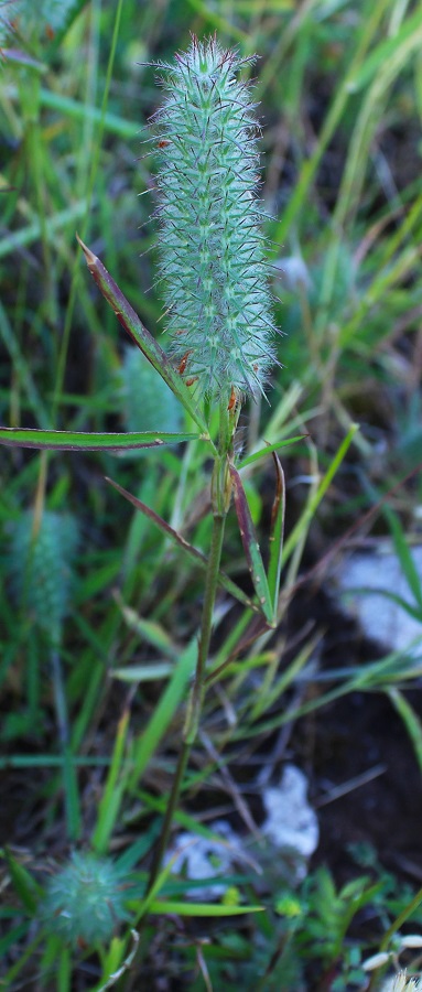 Trifolium angustifolium