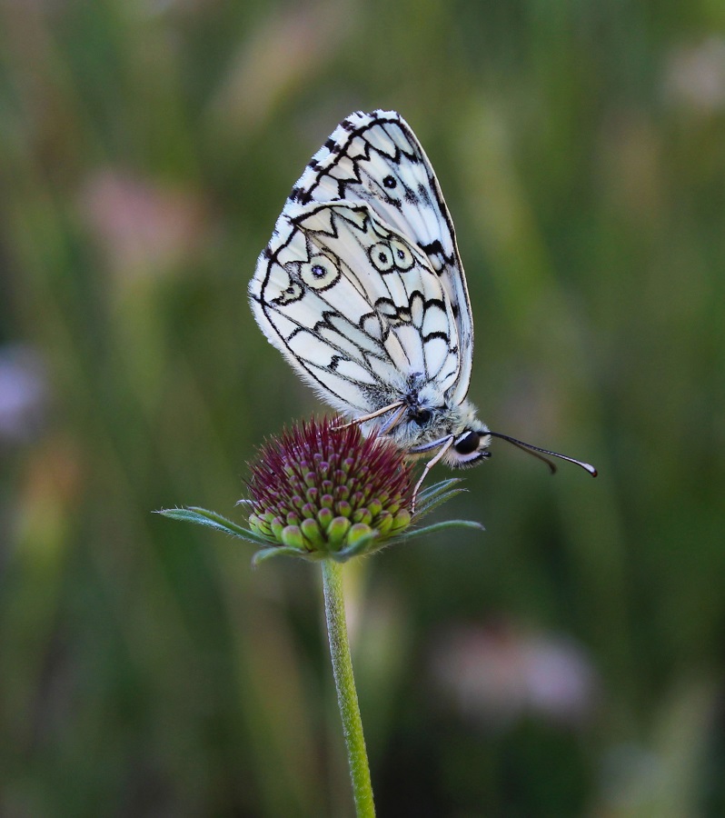 da determinare - Melanargia russiae